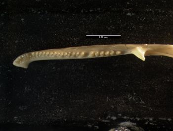Media type: image;   Herpetology R-10388